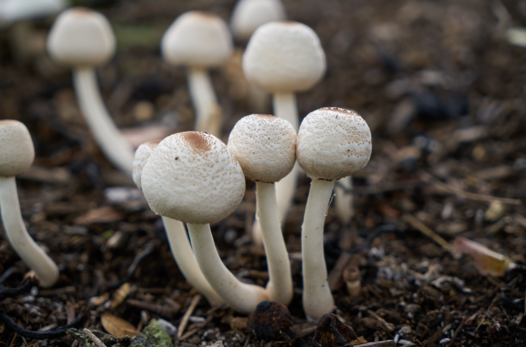 Microdosing Mushrooms 2026